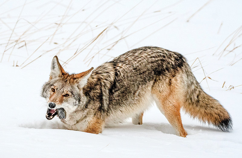 A coyote munches on a mouthful of small rodent while hunting in the snow near the Gibbon River.