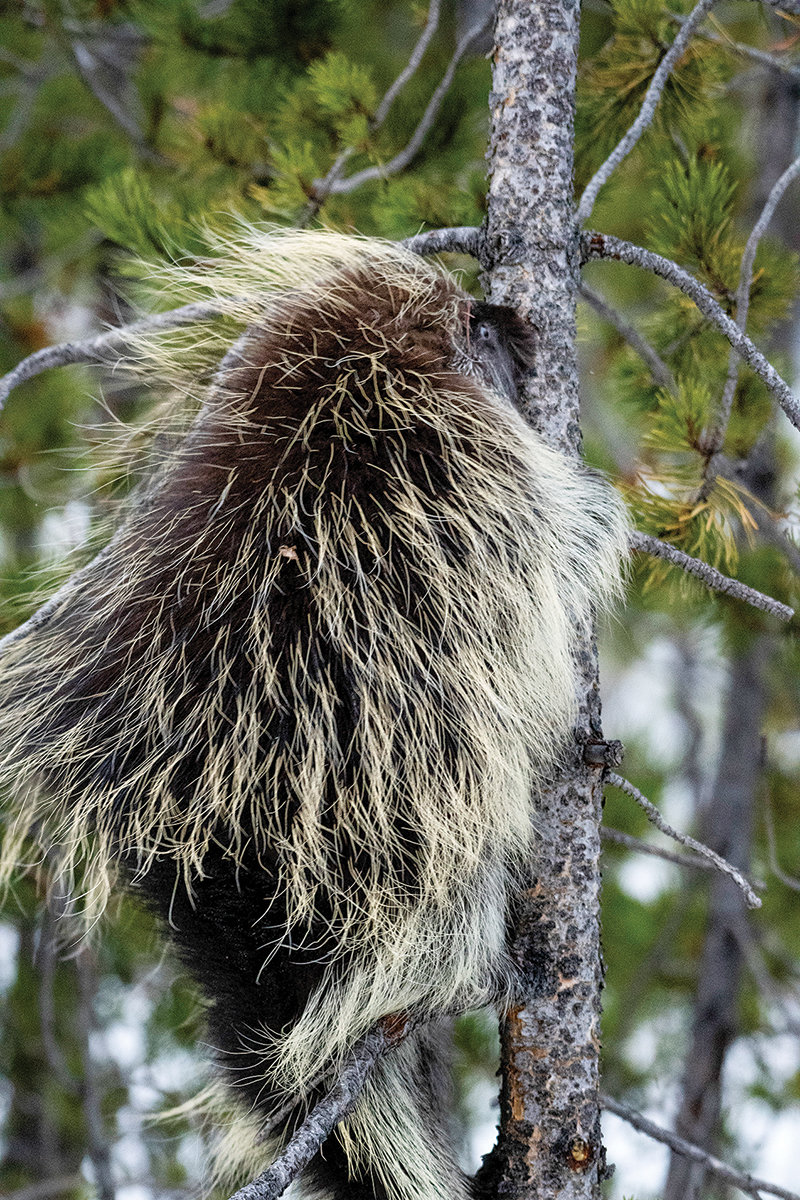 A porcupine climbs a tree near Craig Pass near the Continental Divide. The species is a prickly rodent, with its Latin name meaning ‘quill pig.’ Porcupines have soft hair, but their back, sides, and tail are mixed with sharp quills to help fend off predators.