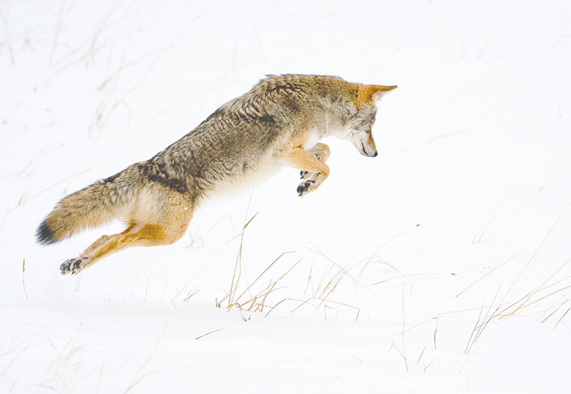A coyote hunts rodents near the Gibbon River in Yellowstone National Park on Saturday, leaping in the air to attack from above after locating their prey under a layer of snow. Most roads in Yellowstone closed to vehicles on Monday.
