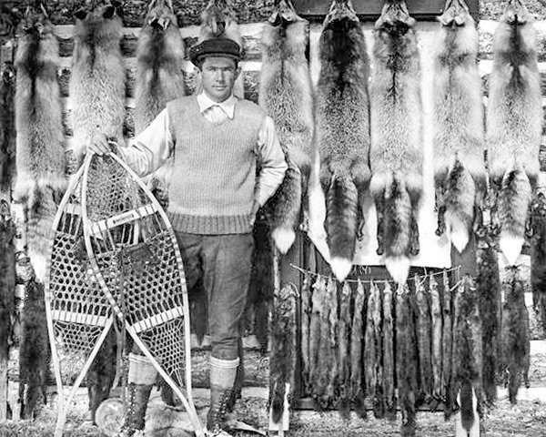 Cody area trapper, outfitter and hunting guide Max Wilde is seen with various furs in this historic photograph. Wilde partnered with Ed ‘Phonograph’ Jones to trap in the Thorofare region in 1920.