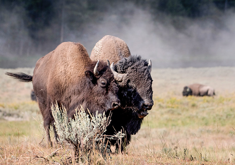 Bison migrate differently from other animals in Yellowstone because of how they graze, frequently returning to the same areas of the park, according to a 10-year study. This bison pair was pictured during the rut in August 2018.