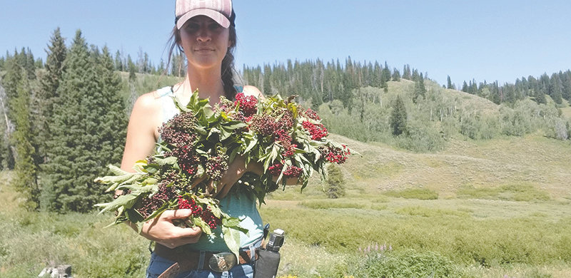 Heather Olson enjoys wild harvesting elderberry varieties in the mountains. She lives in Powell and is a certified/registered herbalist and farmer.