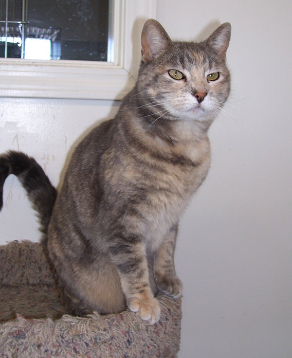 Susie is a cat who has been waiting for a home at the City of Powell/Moyer Animal Shelter.