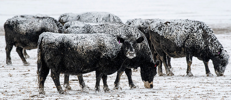 Snow-covered cattle graze in a field near Powell last month. Numerous American ranchers and farmers believe beef and pork sold in the U.S. should have mandatory country of origin labeling.