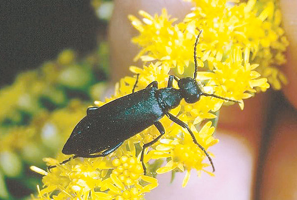 More than 300 species of blister beetles can be found in the United States. The black blister beetle is the most common species found in Wyoming’s alfalfa fields.