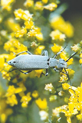 Blister beetles, such as this ash-gray blister beetle, are most active during summer months.