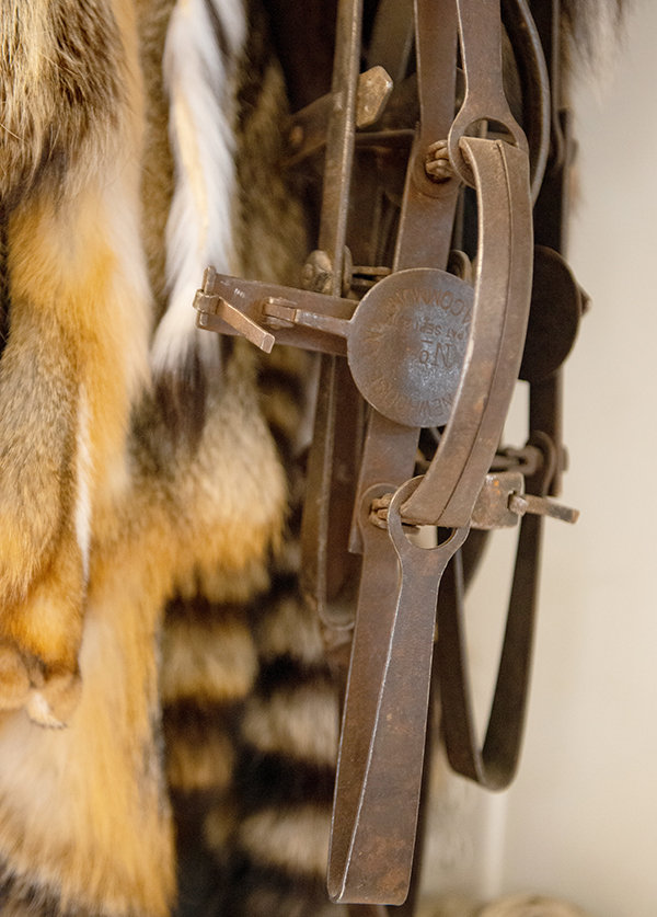 A foothold trap hangs near harvested furs at Boone Vuletich’s Big Horn Fur Company in Cody. Vuletich has been trapping for more than four decades and encourages more educational opportunities for trappers and the general public.