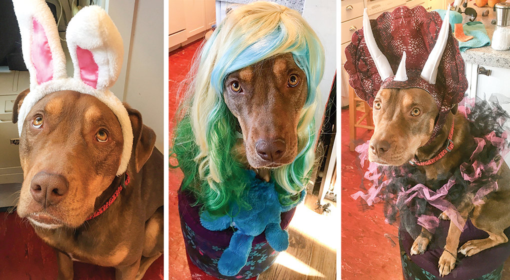 Larsen dresses up her dog Olive every day in different costumes and shares the photos with her students.