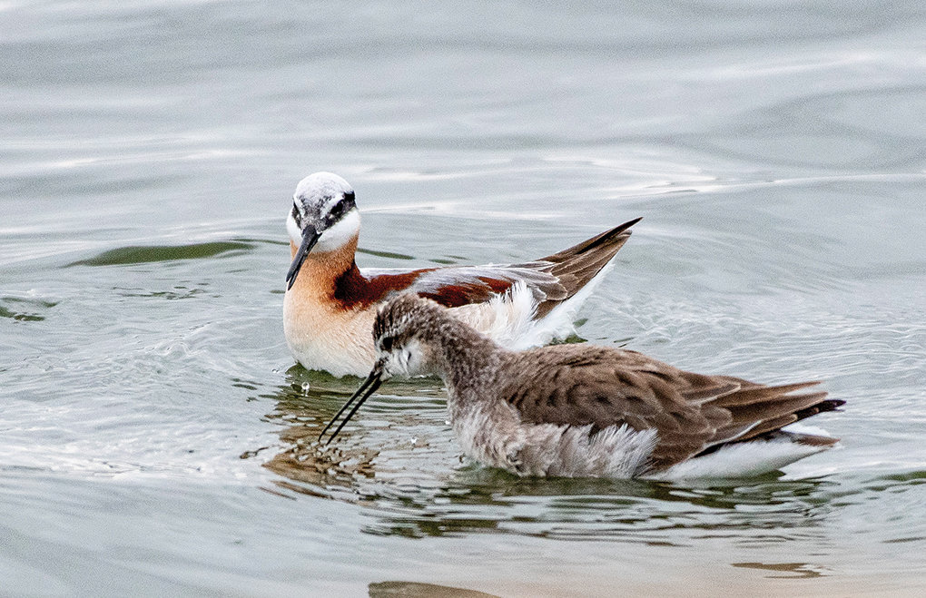 Wilson’s phalaropes feed in the Powell sewage treatment ponds near Road 8 and Lane 7. The species summers in the western part of the U.S. and winters at inland salt lakes near the Andes in Argentina. The city’s only designated birding area, on the west side of the facility, has been closed due to liability concerns.