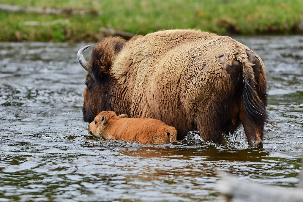 A baby bison sticks close to its mother while fording a small stream in Yellowstone National Park last month. ‘I saw the adults keep the babies between them in most cases or, if it was a single mom crossing with her baby, she used her body to keep her baby against her during the crossing,’ said photographer Richard Brady. He encourages park visitors to slow down and enjoy the experience.