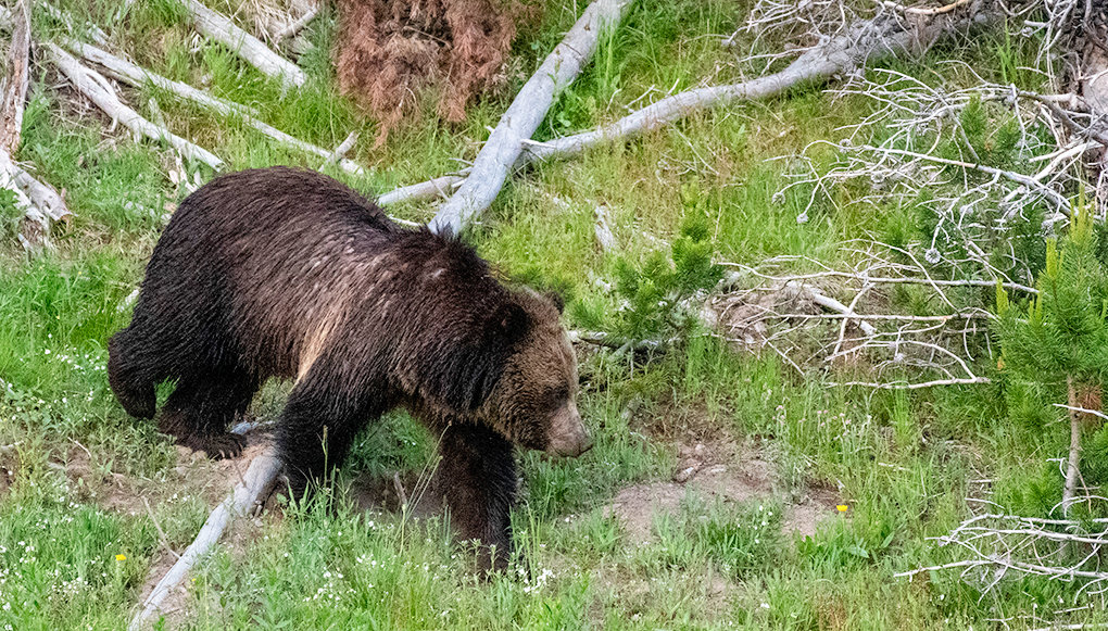 Yellowstone Areas Grizzly Bears Must Remain Listed Court Rules