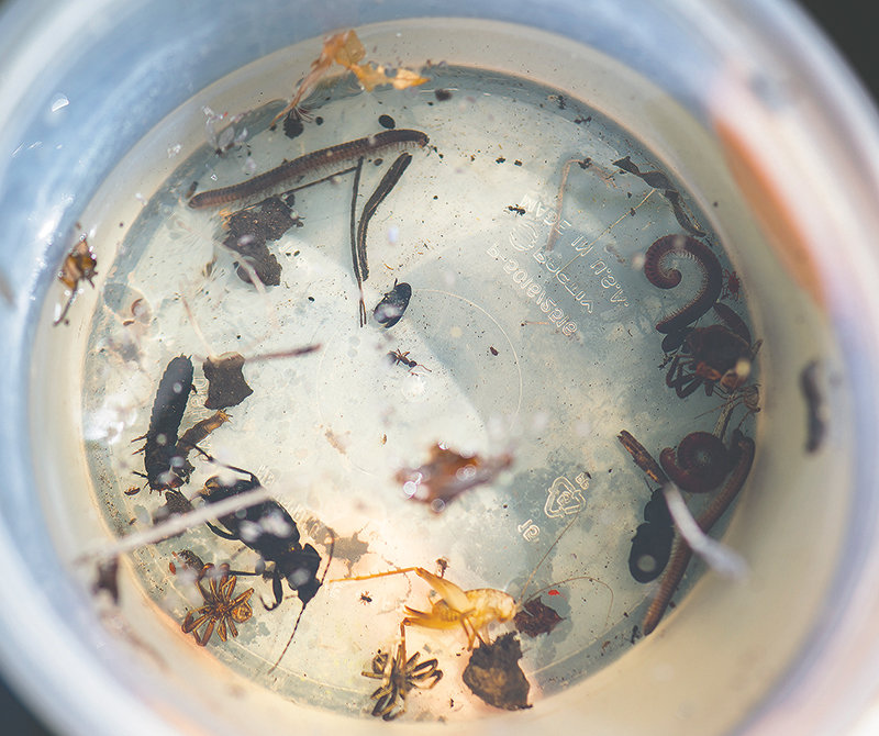 Insects caught in a trap are ready to be collected and identified at a climate monitoring site at Yellowstone National Park. There are seven monitoring sites in the park where flora and fauna are tracked to study climate change.