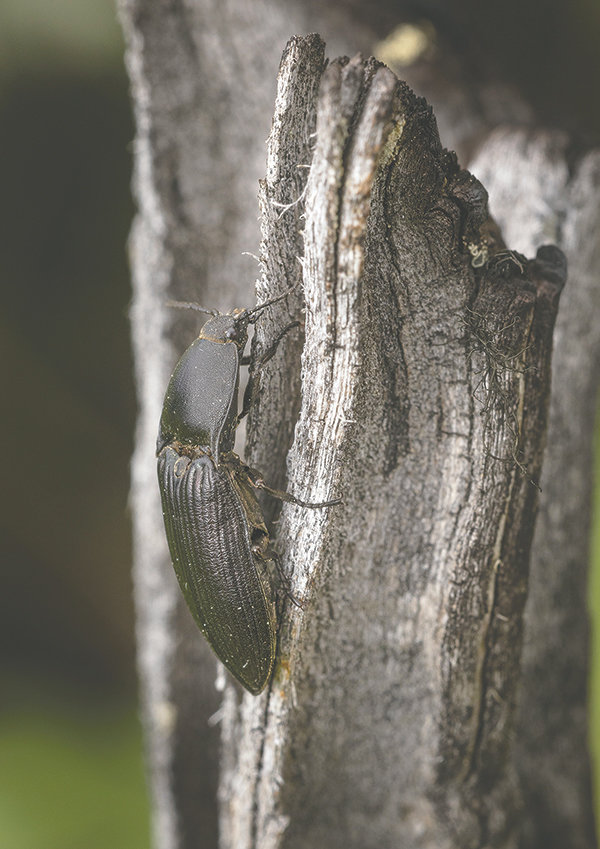 A click beetle — named for the noise they make when threatened — looks for a meal near decaying wood. The species is closely related to fireflies, but without the delightful lights.
