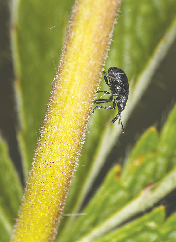 A weevil, with its long snout, is seen at a climate monitoring site on Mount Washburn in Yellowstone National Park.