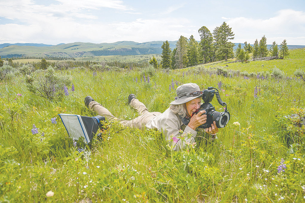 Kathy Lichtendahl, of Clark, photographs a May beetle while it feeds on plant leaves on Mount Washburn in Yellowstone National Park. Lichtendahl is part of the Yellowstone Phenology Project, an effort to track insects inside one of the park’s seven climate monitoring sites. She photographed live insects in their habitat as she joined about 50 volunteer citizen scientists collecting data on climate change.