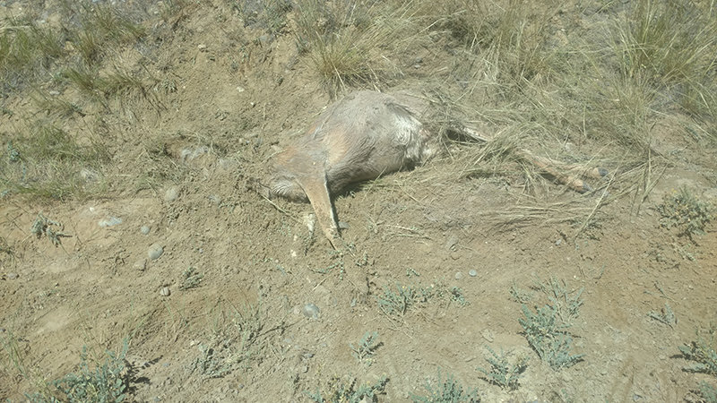 A bobcat in the Basin area nabbed quite the prize this summer, taking down an adult doe mule deer. A Wyoming Game and Fish Department trail camera captured the predator feeding on the deer.