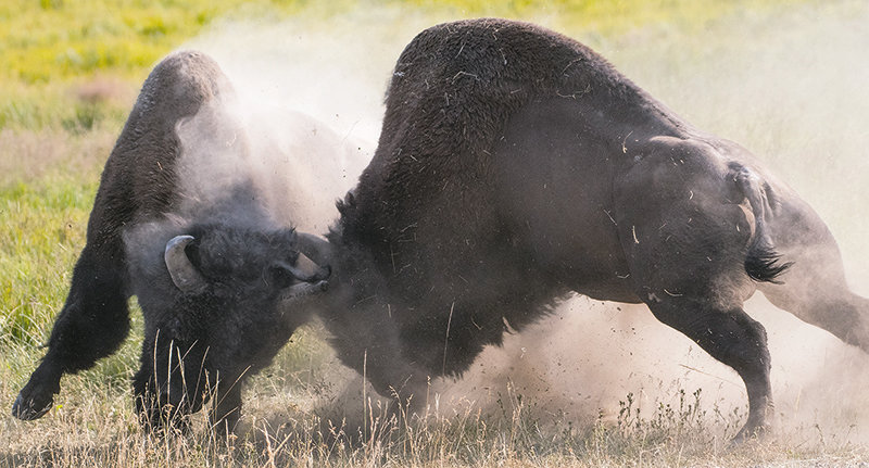 Two bison fight in the Hayden Valley of Yellowstone National Park. There are two main breeding areas in the park, including the Hayden and Lamar valleys.