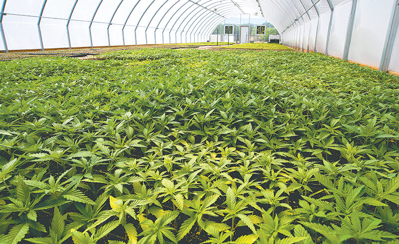 GF Harvest and Mother’s Hemp Farms have been among the state’s pioneers in the fledgling hemp industry, with owner Dale Tenhulzen hoping to become the state’s largest hemp processor. However, earlier this month, Tenhulzen ran into trouble with the Securities and Exchange Commission in connection with another one of his businesses, the Live Wealthy Institute. The SEC says Tenhulzen sold unregistered securities and without the appropriate license.