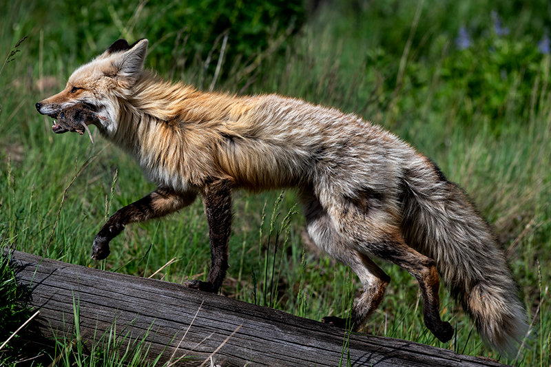 A red fox captures a rodent while foraging for a meal near the Northeast Gate of Yellowstone National Park. Foxes are considered predatory animals in Wyoming and, along with coyotes, jackrabbits, porcupine, raccoon, skunk and stray cats, can be harvested without a license in the state.