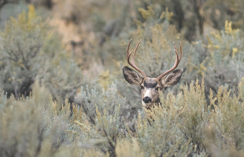 The Wyoming Game and Fish is again asking hunters to help with chronic wasting disease management. Hunters can help by providing a lymph node sample from their deer, elk or moose for chronic wasting disease testing, especially if hunting in a CWD priority monitoring area.