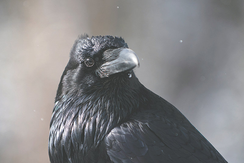 A raven, common in the Powell area, is smart enough to find a meal among the sage grouse nests and is one of the most prolific predators of sage grouse eggs in the Big Horn Basin.