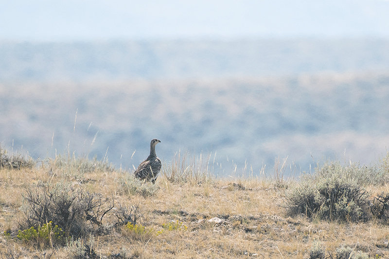 A male greater sage grouse escapes biologists on foot on the Chapman Bench, near Clark.