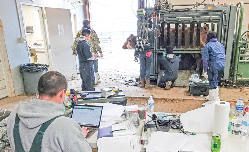 Craig Calkins enters data from cattle at the Laramie Research and Extension Center.