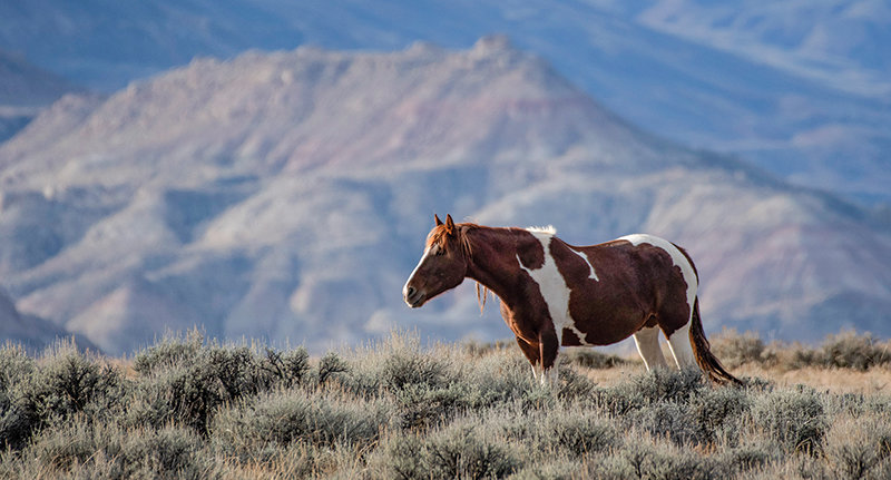 A wild horse browses in the hills of the McCullough Peaks near Cody. A three day convention seeking to open the conversation about the overpopulation of wild horses through the west met last week at the Buffalo Bill Center of the West.
