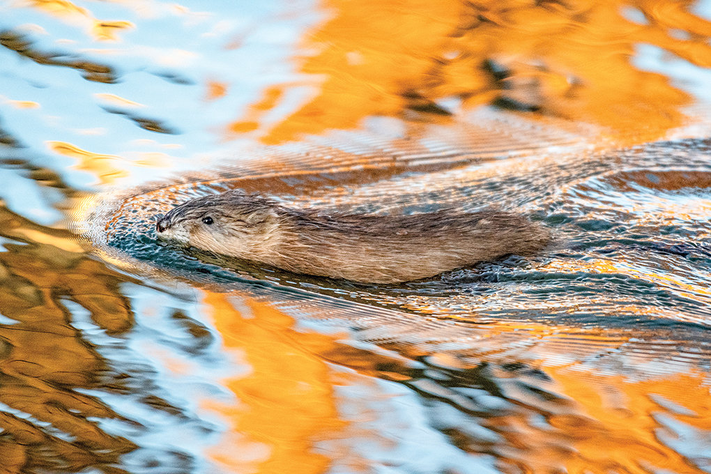 A muskrat swims through the water of the Garland Canal at sunset as the trees bordering the manmade waterway reflect in the water. They’re known for their destructive burrowing and comically short legs.