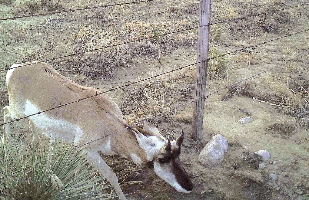 A pronghorn ducks under barb wire in Clark, before the fence was modified. The scars on its back tell the story of past journeys under barbed wire fences.
