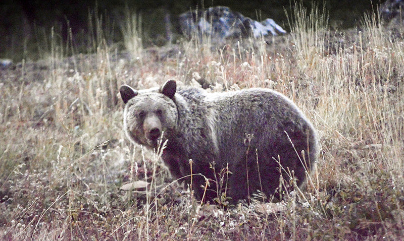 A grizzly bear forages just west of Pahaska Tepee on an October evening in the Shoshone National Forest. Park County commissioners say the region’s grizzly population has recovered and wants Congress to delist the species.