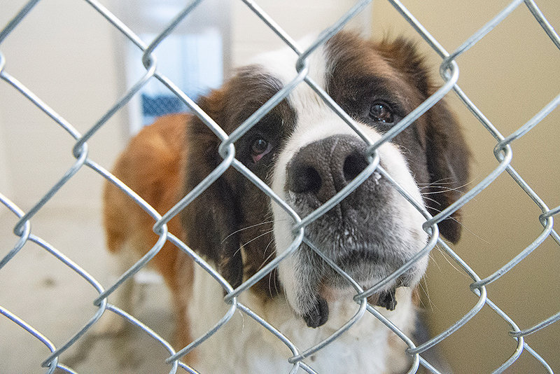 Animal shelters are in crisis mode as Americans struggle to afford their  pets - Vox