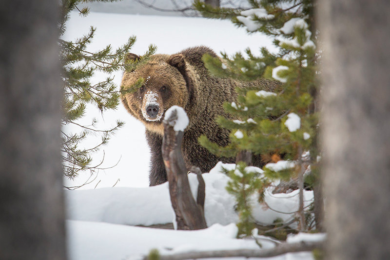 First Grizzly Out Of Winter Hibernation Spotted In Yellowstone Park ...