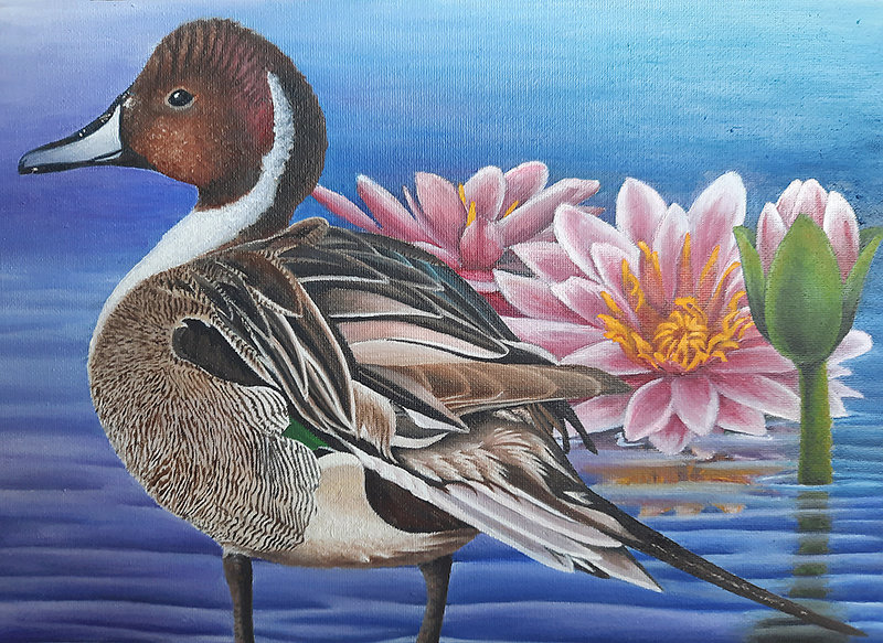 Brianna Evelo’s painting of a northern pintail duck won Wyoming’s 2021 Junior Duck Stamp contest.