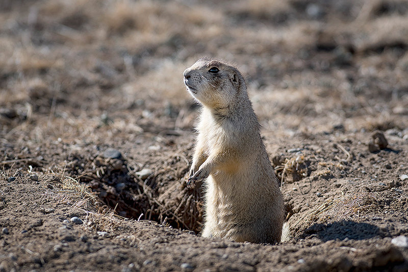 A prairie dog stands guard near Meeteetse in one of the priority habitats on private property for the endangered black-footed ferret. The Wyoming Game and Fish Department works with all stakeholders to conserve and improve habitat in the state.
