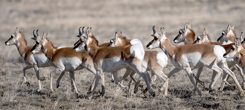 Pronghorn following a traditional migration route between Cody and Meeteetse move together in a herd in January. Research into migration routes and the state’s priority habitats are now easily accessible online at the Wyoming Game and Fish Department’s Statewide Habitat Plan map project.