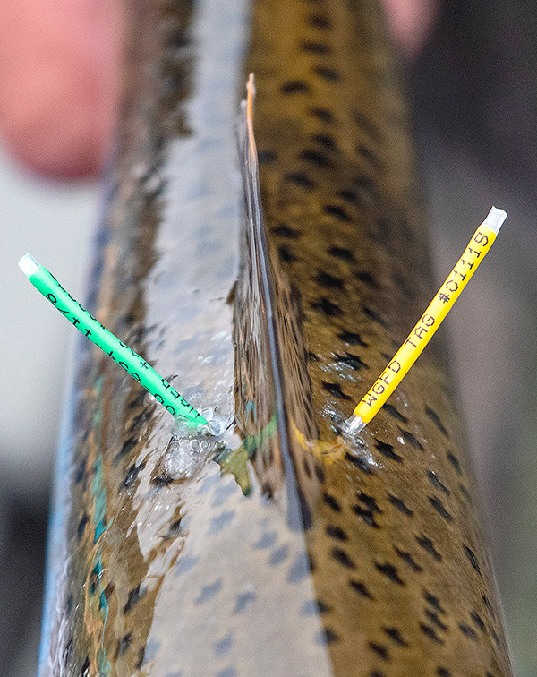 Tags on a trout in the Shoshone River carry information anglers are asked to share with the Game and Fish when catching one of the 2,000 fish tagged per year on the river.