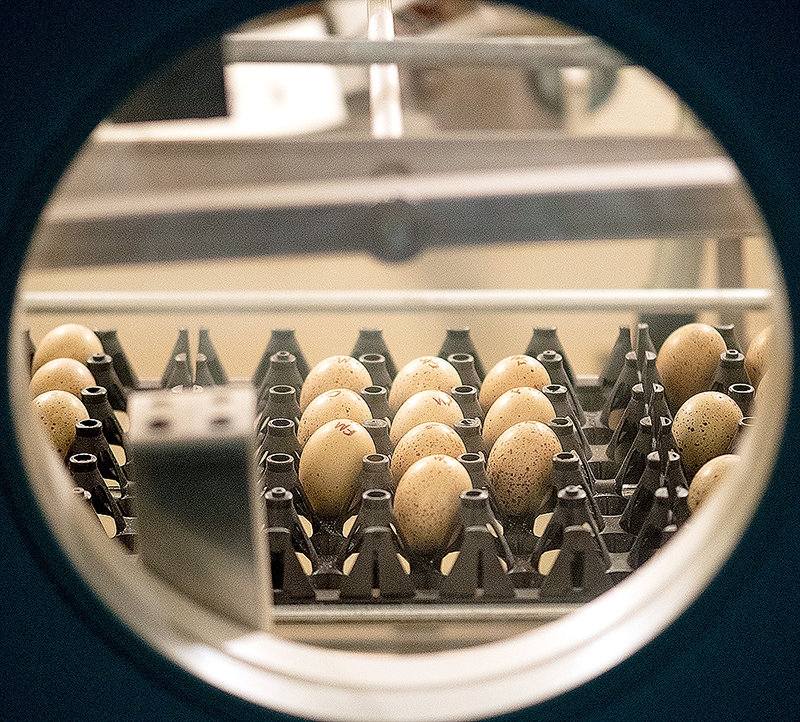 Wild sage grouse eggs, which are smaller than chicken eggs but larger than quail eggs, can be seen in Diamond Wings’ incubator. The commercial venture collected 99 of the 250 eggs allowed this year under regulations set by the Wyoming Game and Fish Department.