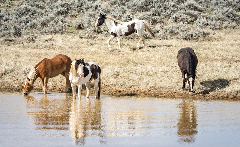 Members of the McCullough Peaks wild horse herd approach a watering hole. The nonprofit group that supports the herd, Friends of a Legacy (FOAL), is hosting a July 2 event to celebrate a half-century of federal protections for wild horses and burros.