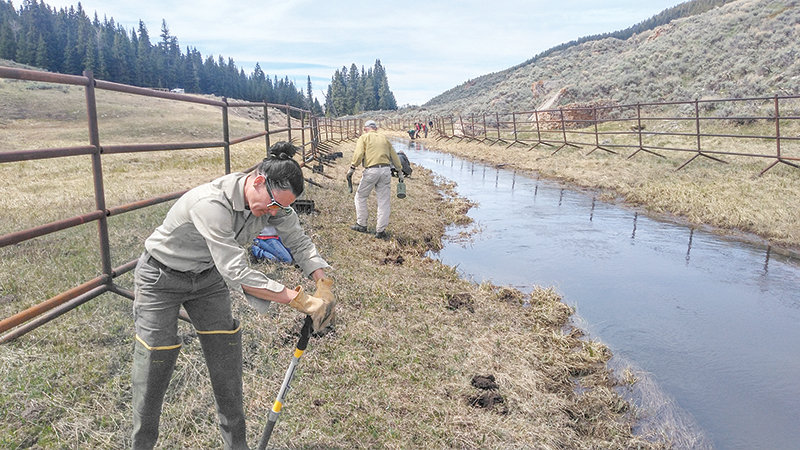 Kerri Lange, rangeland management specialist with the Bighorn National Forest, helps plant willows along Soldier Creek. The Yellowstone Cutthroat Trout conservation project took four years to plan and complete.