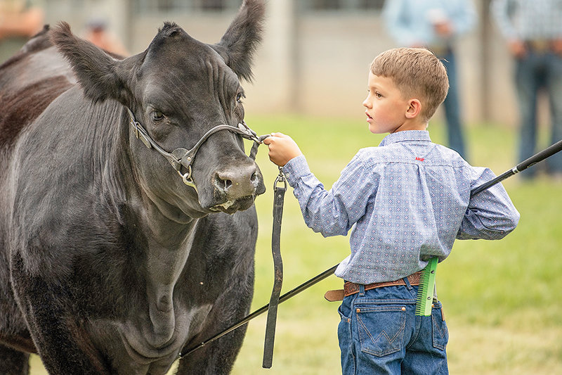 Kash LaFollette positions his steer for the judge during the youth market beef show Thursday morning. LaFollette placed first in heavy weight 2 class and won reserve grand champion of the division.