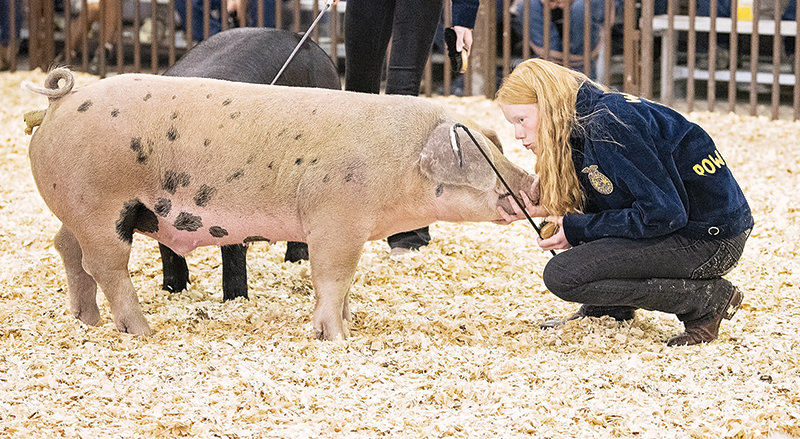 Baylee Brence takes a moment to scratch her pig’s chin during the FFA Swine Show Thursday evening.