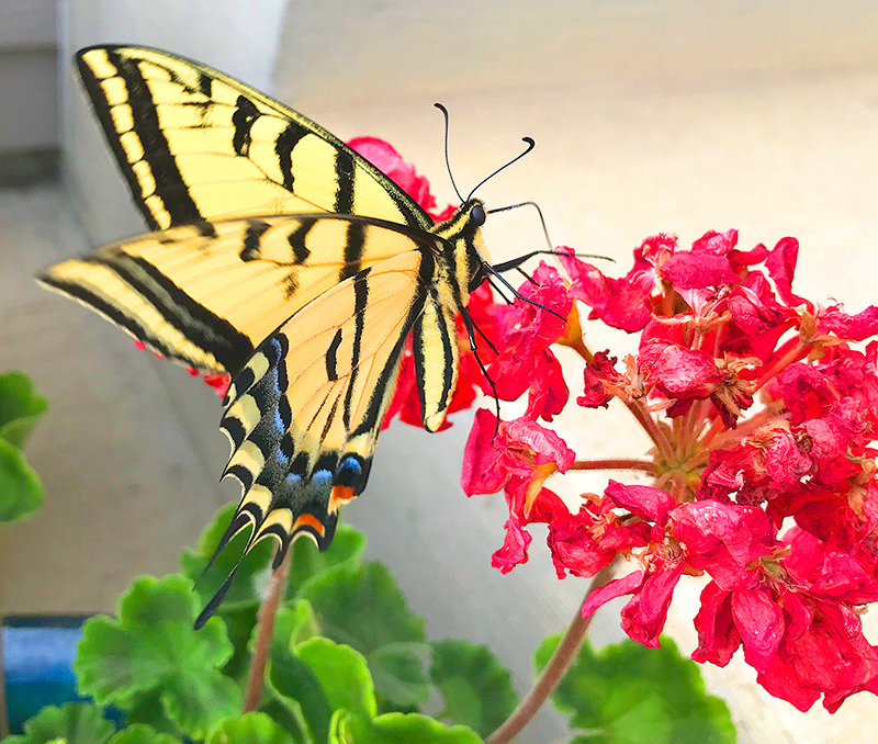 A tiger swallowtail butterfly visits flowers in a local garden. Now is the time to head out to your garden and tackle goals to make certain plants will remain healthy and transition to fall gardening.
