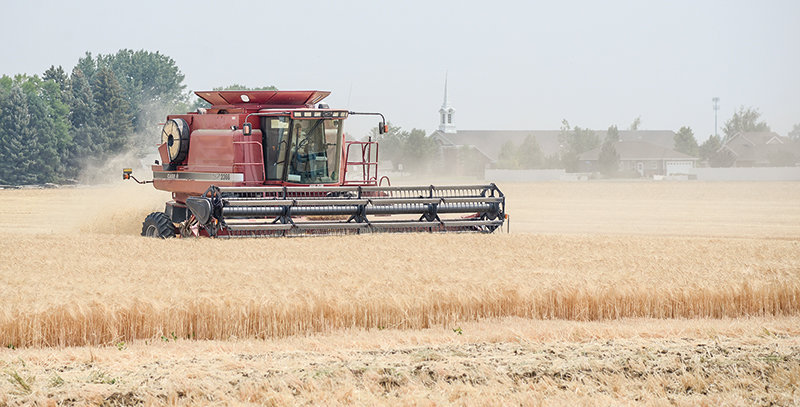 The 2021 barley harvest is underway. Local growers and Briess leaders hope COVID’s short-term impact on breweries, taprooms and bars is in the rear-view mirror.