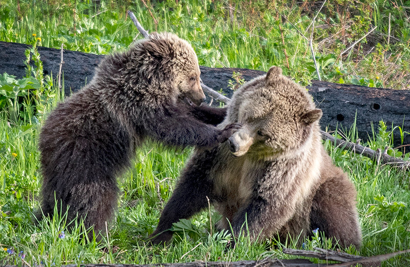 A grizzly bear sow protects her cub while browsing for lunch in Yellowstone National Park. While there isn’t livestock in the park to tempt the predators, bears can leave the park borders and find themselves in trouble with wildlife managers for killing livestock feeding on leased public lands. The U.S. Fish and Wildlife Service makes all final decisions on management with grizzly bears in conflict with livestock producers and residents.