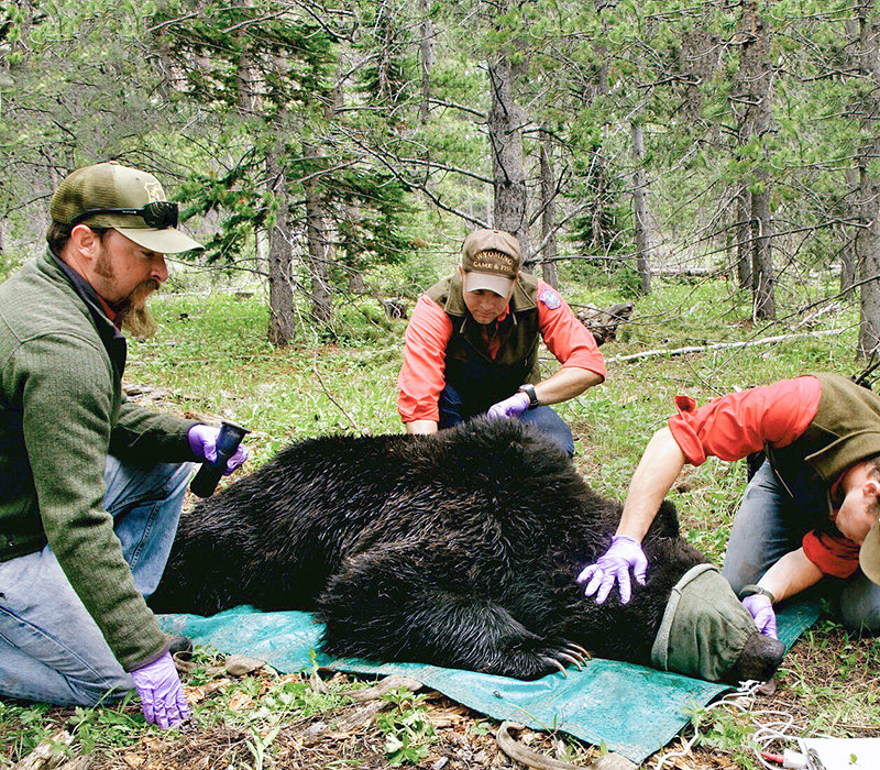 Large carnivore biologists evaluate the condition of an immobilized grizzly bear before conferring with the U.S. Fish and Wildlife Service and ultimately deciding if the bear will be relocated or removed from the ecosystem.