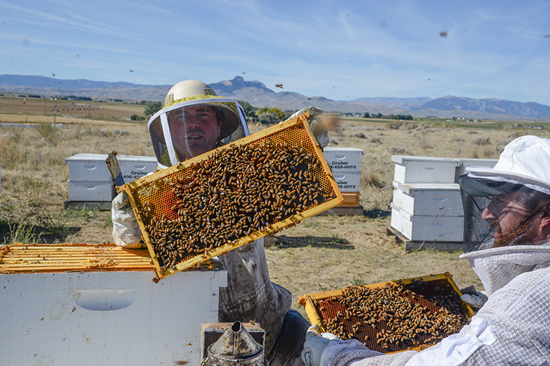 Beekeeper Noah Graber holds up a panel from one of his hives west of Powell. Cort Jones, with the Wyoming Department of Agriculture, inspects hives for diseases. In order to ship the bees to other states, apiary owners need to have the bees certified.
