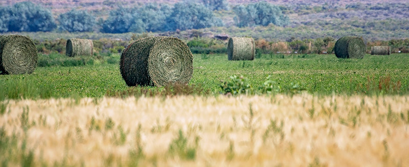Round bales of alfalfa sit in a field north of Powell, awaiting transportation.