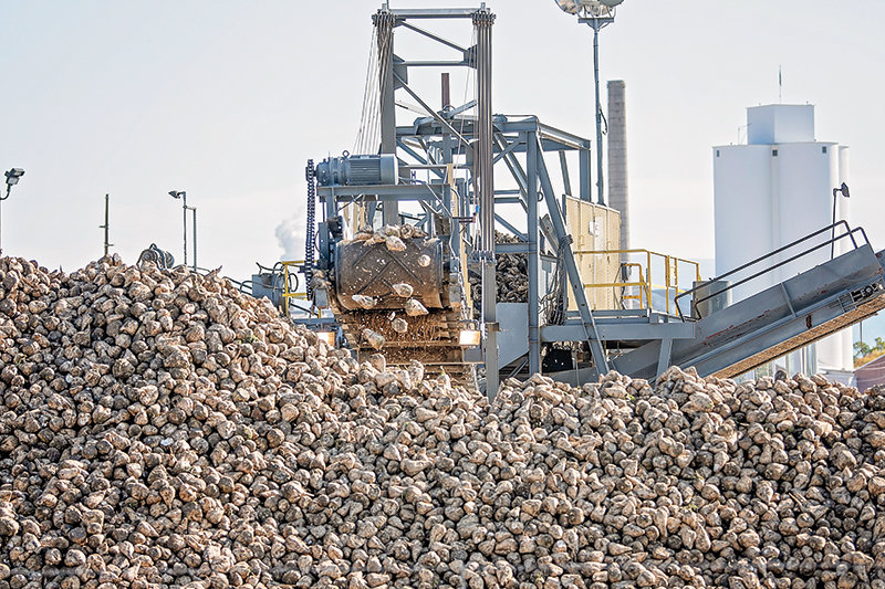 Sugar beets from the early harvest are off loaded at the Western Sugar factory in Lovell last week.