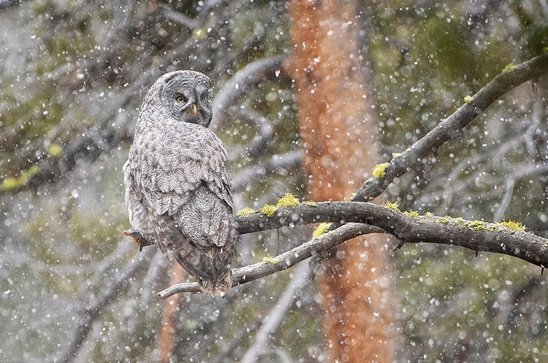 A great gray owl watches onlookers Saturday afternoon in Yellowstone National Park as snow begins to fall. Yellowstone closed its gates for the summer season later that day, with the exception of the North Entrance, which remains open to vehicles year round. The other gates will reopen to oversnow travel next month.
